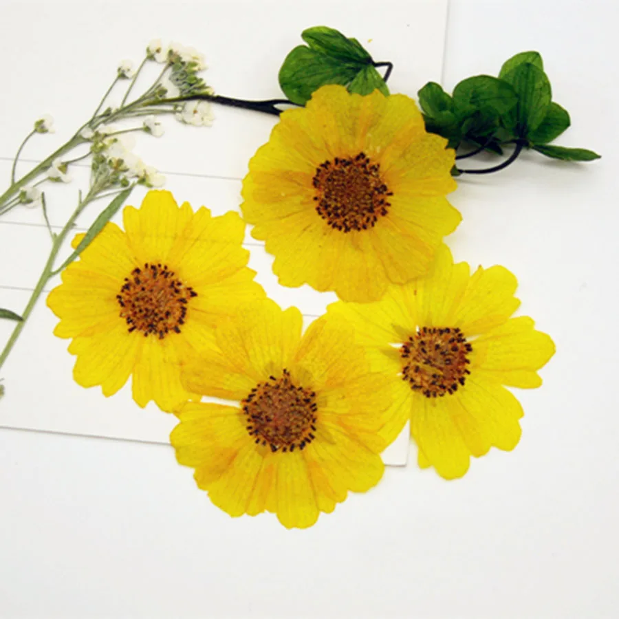 60 adet Preslenmiş Kurutulmuş Sanvitalia Procumbens Lam. Çiçekler Bitki Herbaryum Takı Kartpostal Davetiye kartı telefon kılıfı DIY