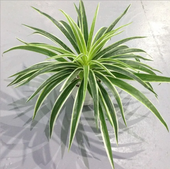 1 ADET Simülasyon Bitki 50 Yaprak Chlorophytum Sahte Çim Oturma Odası Dekorasyon Plastik Çiçek Yapay Yeşil Bitki Pot Olmadan