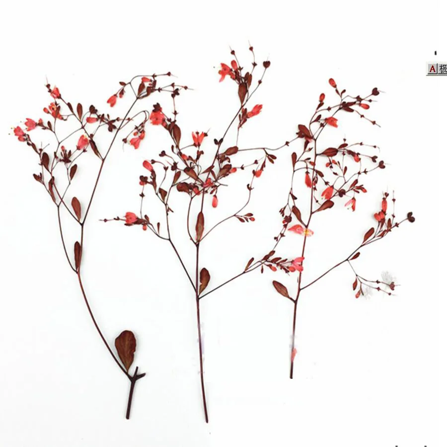 12 adet Kurutulmuş Preslenmiş Kırmızı Tang Songya Sapları Çiçek Bitkiler Herbaryum Takı Kartpostal telefon kılıfı İmi Davetiye Kartı DIY