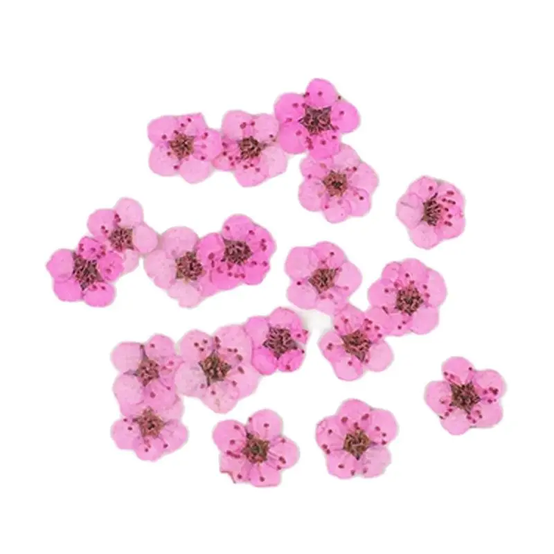 Toptan Doğal Küçük Nergis Kurutulmuş Çiçekler DIY Dekorasyon İçin 1000 Adet Ücretsiz Kargo