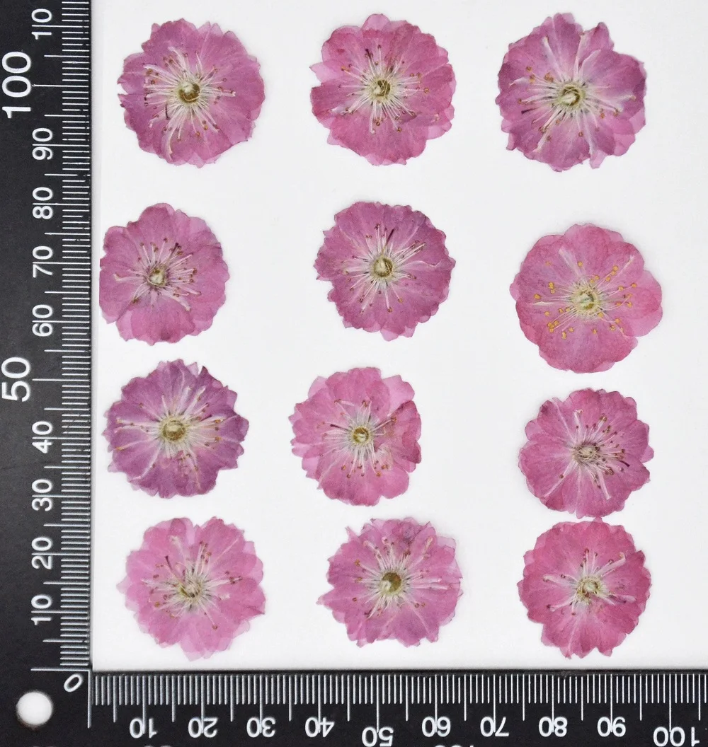 60 adet 25-35mm Preslenmiş Kurutulmuş Çiçek Doğal Kiraz Çiçekleri Herbaryum Epoksi Reçine Takı Yapımı Makyaj Yüz Nail Art Craft DIY